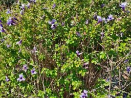 Dyschoriste thunbergiiflora bush in flower